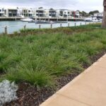 These Plants Keep Your California Pool Area Lush Without Leaving Leaves in the Water