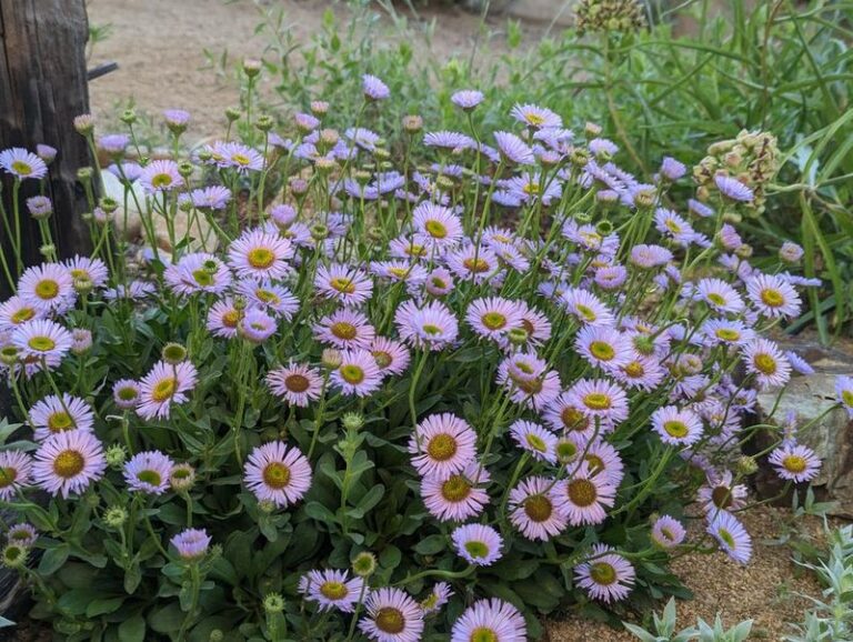 Plant These California Groundcovers Instead of a Thirsty Lawn That Looks Lush in Spring but Browns by August