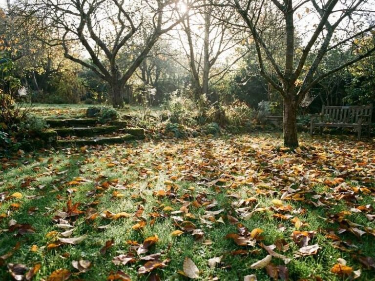 Leaving Some Fallen Leaves in Your Beds Can Help Your Garden Over Time