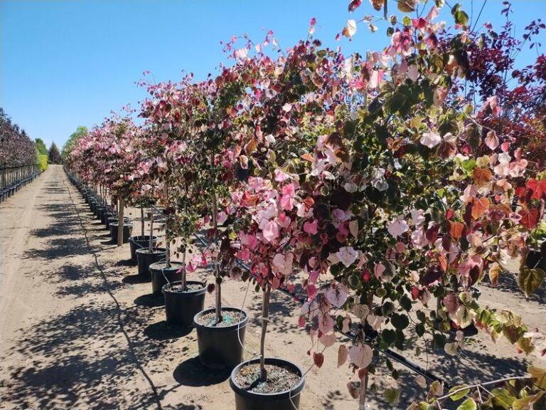 Western Redbud: A California Native Alternative to Bradford Pear for Fall Planting