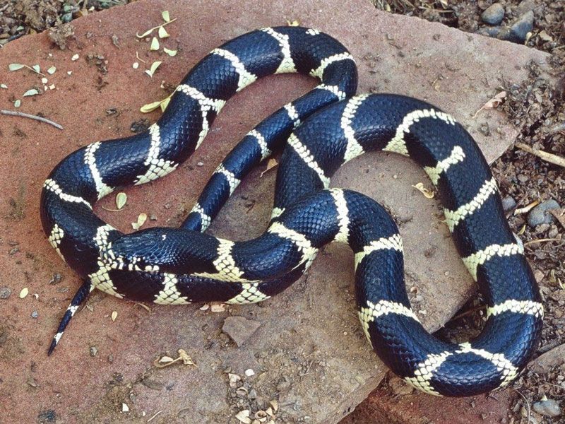 California Kingsnakes Eat Rattlesnakes and Rodents Near Your Home, but Homeowners Kill Them on Sight