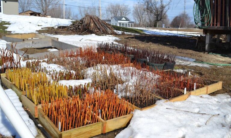 Starting Suitable North Carolina Shrubs From Dormant Hardwood Cuttings
