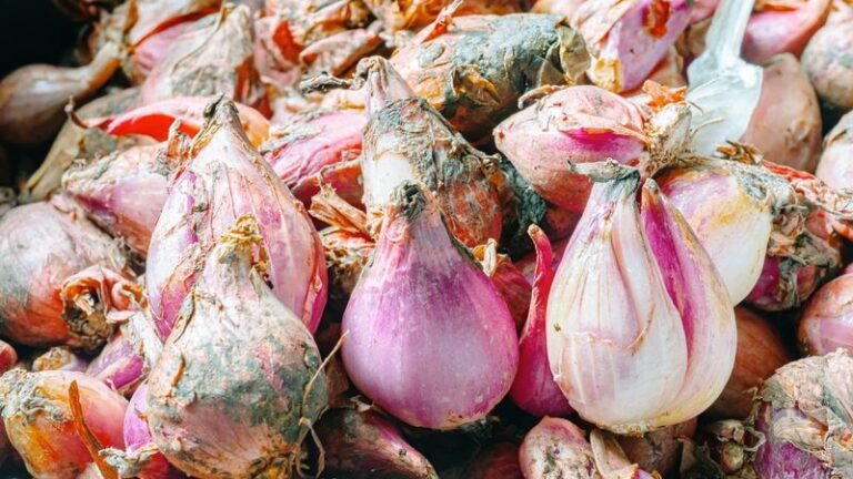 Why your onion and shallot sets rot in the ground over winter, and the planting depth that saves them