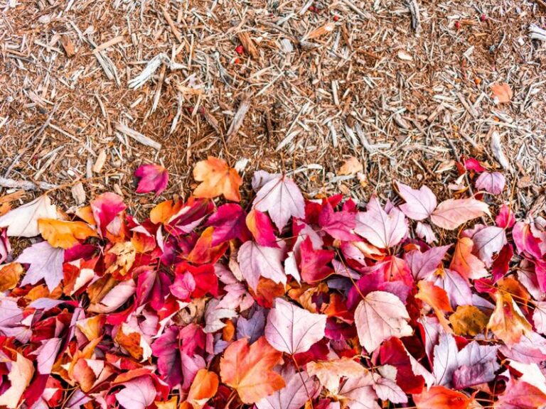 Fall Weed Prevention Can Reduce Some Future Weed Pressure, and Shredded Leaves Can Help Suppress Seedlings