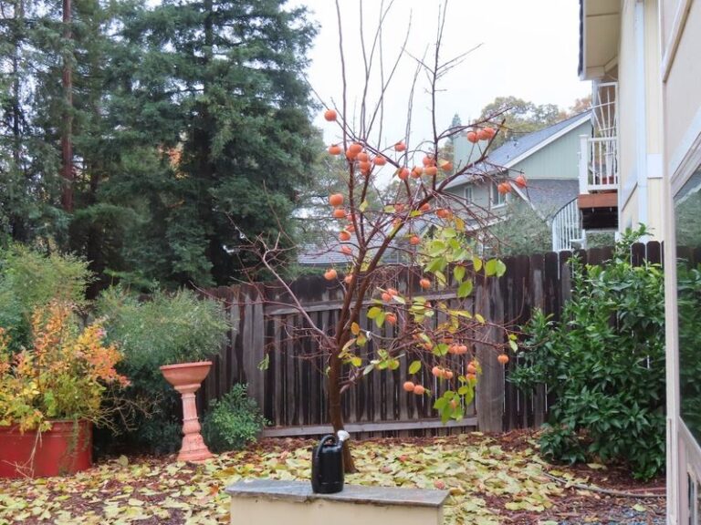 Fall Care Decisions for California Persimmon Trees With Fruit Still Hanging