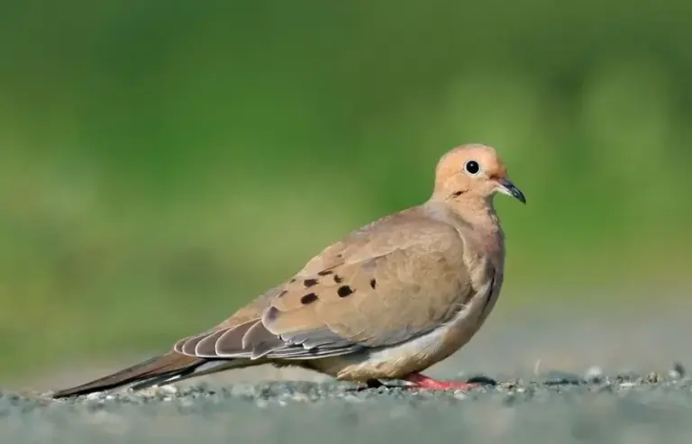 What It Really Means When Mourning Doves Keep Returning to the Same Spot in Your California Yard