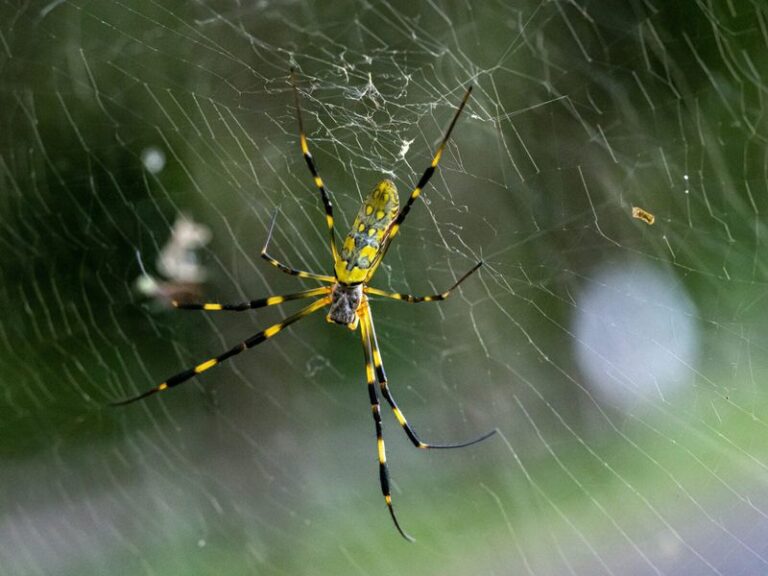 Before You Knock Down Those Joro Spider Webs in Your North Carolina Yard, Here’s What They’re Catching