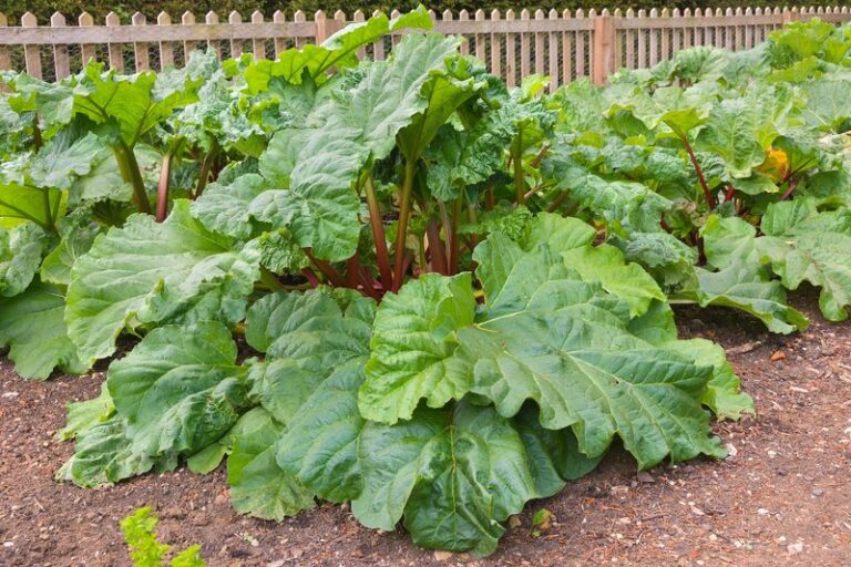 Rhubarb Looking Ragged in Fall? When to Leave the Leaves and When to Cut Them Back
