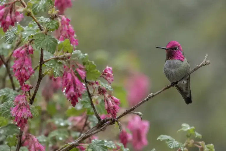 How To Support Anna’s Hummingbird Visits in California Yards All Winter With Flowers and Habitat
