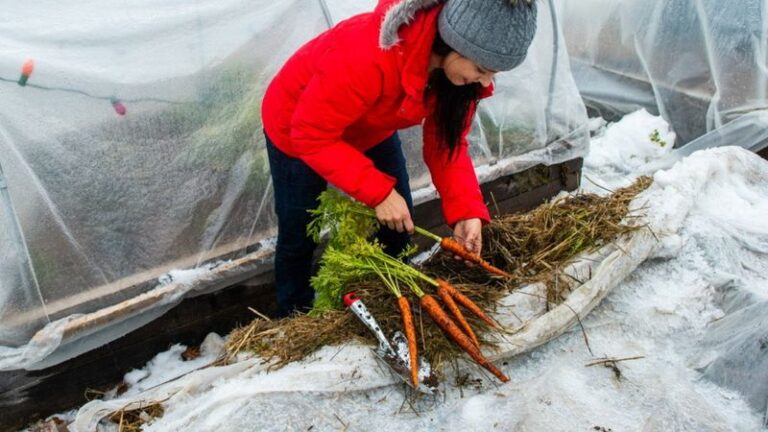 Cool Conditions May Improve Carrot Flavor, and Mulch May Extend the Winter Harvest