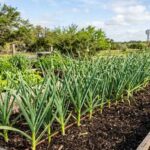Which Garlic Should Central Texas Gardeners Plant for Braidable Bulbs?