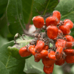 The California Shrubs That Screen Your Neighbor’s Windows Fast Without Roots Invading Your Pool or Foundation