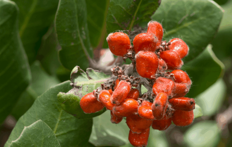 The California Shrubs That Screen Your Neighbor’s Windows Fast Without Roots Invading Your Pool or Foundation