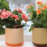 Some Potted Begonias Can Keep Flowering Indoors This Winter, While Others Need a Rest to Return Next Spring