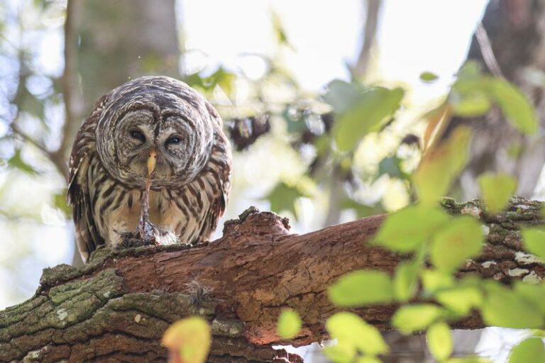 Why Owls Use Trees in Florida Backyards