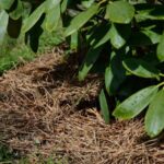 Your Hostas Come Back Fuller and Slug-Free When You Use These 12 Simple Care Tricks