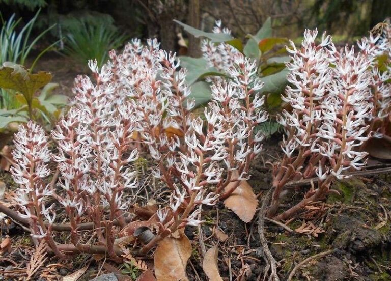 Skip the Japanese Pachysandra Under Your North Carolina Shade Trees and Plant This Native Groundcover Instead