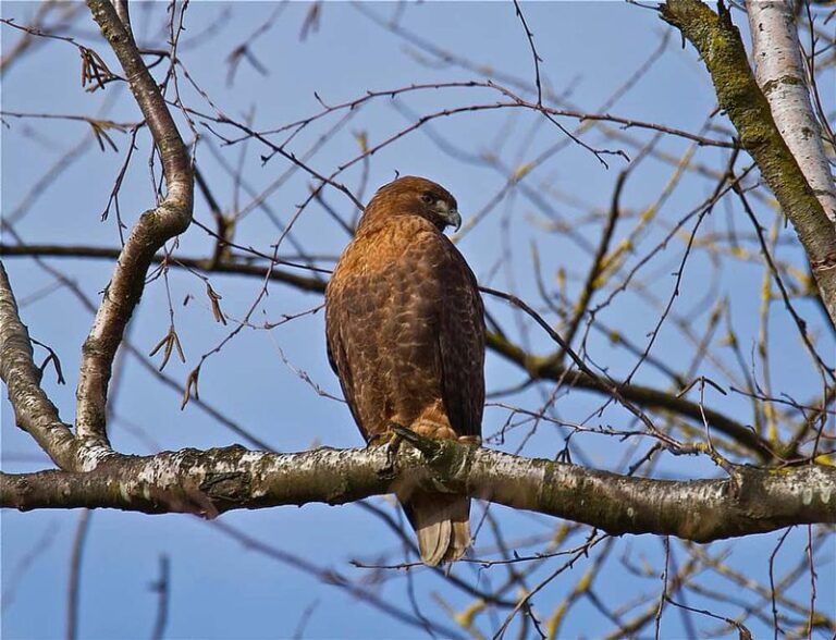 Why a Red-Tailed Hawk Keeps Choosing the Same Perch Over Your California Yard