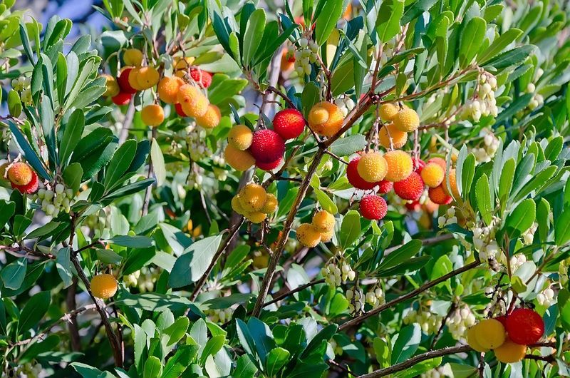 Strawberry Tree Fruit in California: What to Know About Arbutus unedo in Your Yard