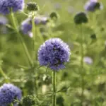 The California Wildflower Seeds to Scatter Now So the First Winter Rains Plant Them for You