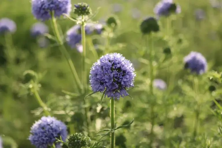 The California Wildflower Seeds to Scatter Now So the First Winter Rains Plant Them for You