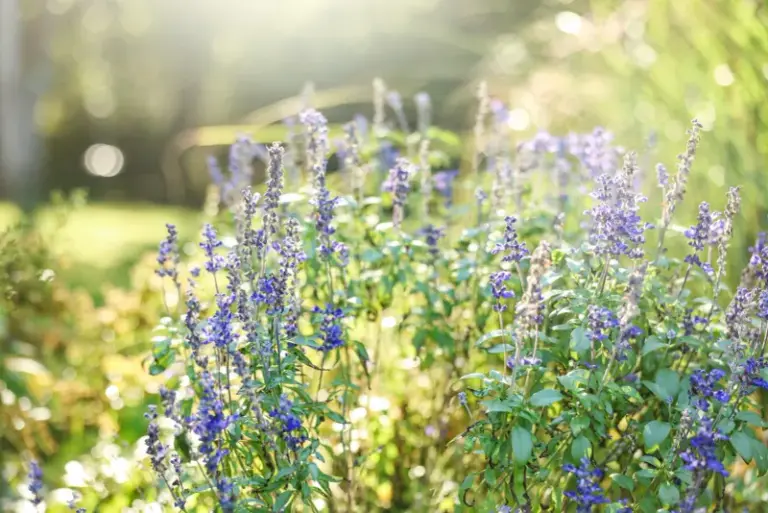 Mealy Blue Sage: A Texas Native to Consider Beside a Struggling Agapanthus