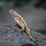Why Might a Lizard Bask on a Sunny Fence or Rock in Your Central Texas Yard?