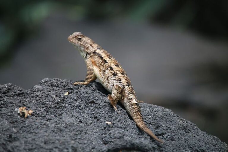 Why Might a Lizard Bask on a Sunny Fence or Rock in Your Central Texas Yard?