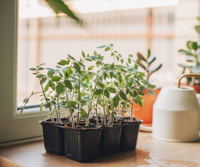 Your Fall Tomato Seedlings Indoors Are Stretching Tall and Floppy Because the Window Light Isn’t Enough