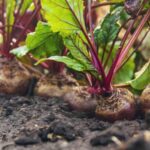 Why Your Fall Beets Have Big Leafy Tops and Tiny Roots: Diagnostic Steps and Possible Adjustments