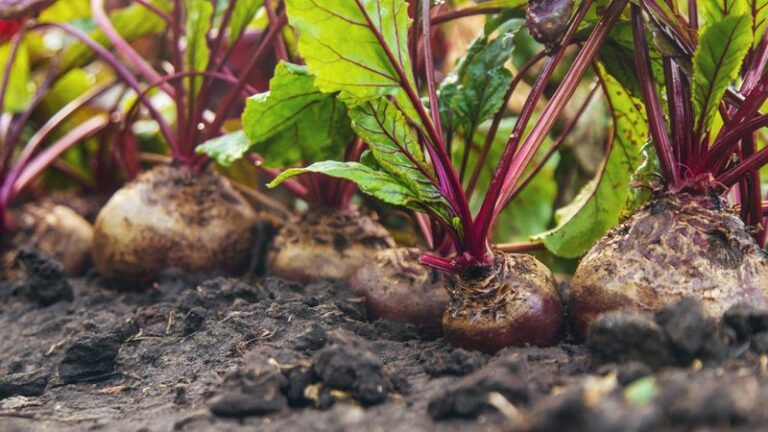 Why Your Fall Beets Have Big Leafy Tops and Tiny Roots: Diagnostic Steps and Possible Adjustments