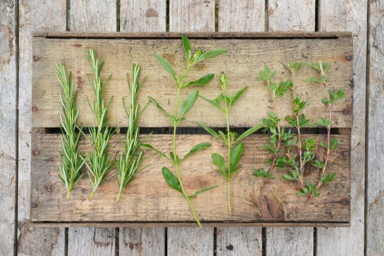 Rooting Rosemary in Water and Thyme in Sand: What Southern Gardeners Should Know