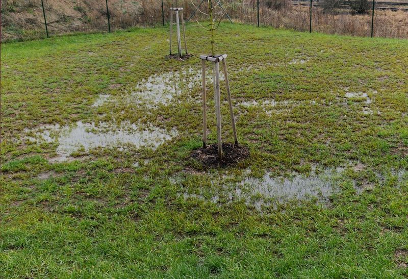 Why Your California Clay Soil Still Stays Soggy After Rain, Even With All That Compost