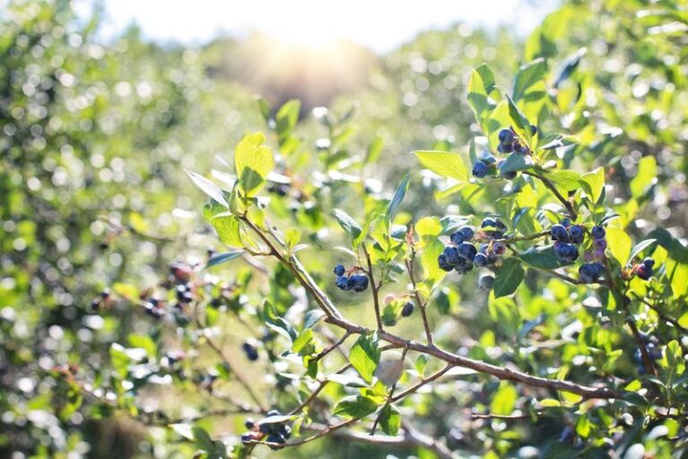 Blueberry Bushes Look Done for the Year, but Fall Care Can Help Protect Next Summer’s Potential Crop