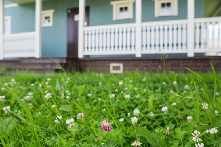 Clover in Southern Lawns: What Actually Helps, and What Depends on Your Grass