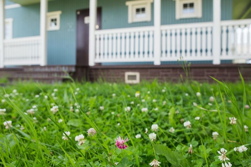 Clover in Southern Lawns: What Actually Helps, and What Depends on Your Grass