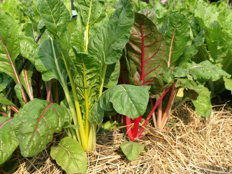 How to Harvest Fall Swiss Chard and What Affects Whether It Lasts Into Winter