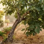 If your fig tree still has hard green fruit on it now, pinch the tips and next year’s crop comes in earlier
