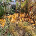 These Native North Carolina Plants Turn Your Fall Leaf Litter Into the Damp Shelter Firefly Larvae Need to Survive Winter