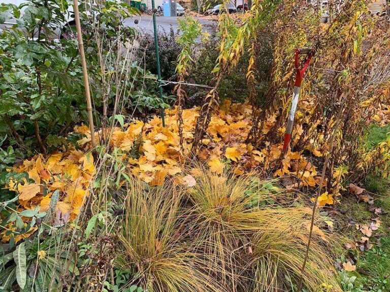 These Native North Carolina Plants Turn Your Fall Leaf Litter Into the Damp Shelter Firefly Larvae Need to Survive Winter