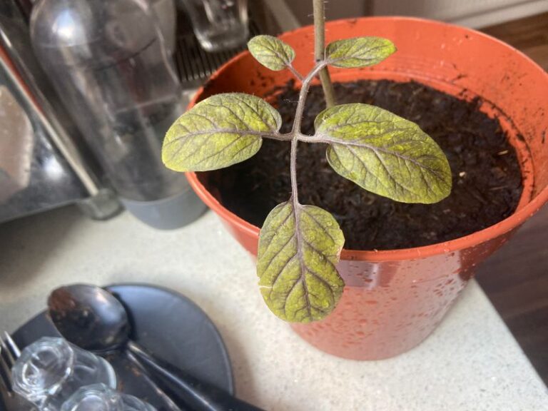 Why a Potted Tomato Plant Can Turn Purple Underneath in Fall, and What to Check First