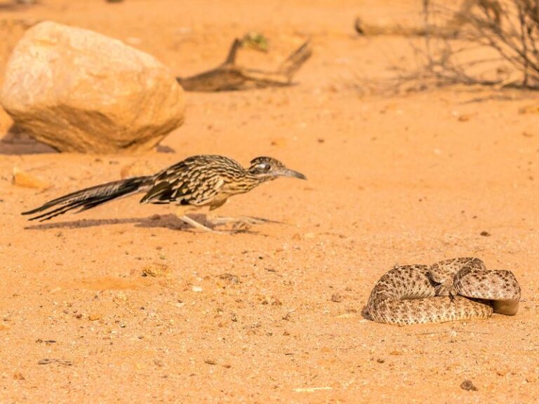 What Roadrunners Eat in Central Texas Yards and What That Means for Your Pests