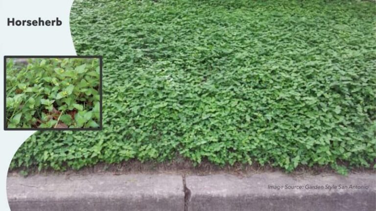 These Fast-Spreading Groundcovers Fill Bare Spots Before Spring, Here Are the Ones to Plant This Fall