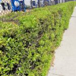 8 Florida Natives That Replace Your Boxwood Edging and Never Brown Out After a Cold Snap