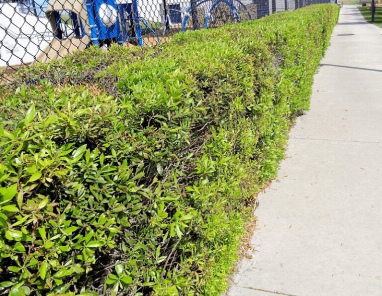 8 Florida Natives That Replace Your Boxwood Edging and Never Brown Out After a Cold Snap