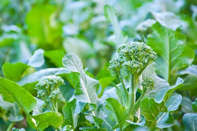 Broccoli with yellow flowers this fall may still produce side shoots after you remove the head