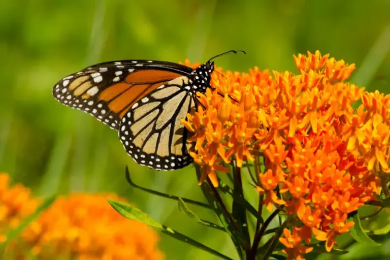 Florida’s Biggest Garden Trend This Year Is Feeding Pollinators, and These 7 Natives Do It Best