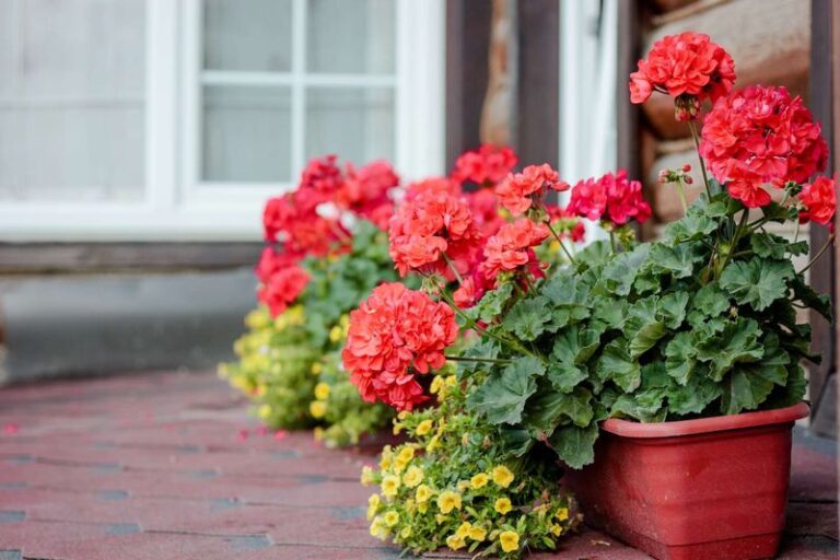 Can a Fall Feeding Help Potted Geraniums Keep Blooming Before Frost?