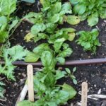 Why your fall spinach leaves are turning yellow in cold, wet soil, and how to save the bed