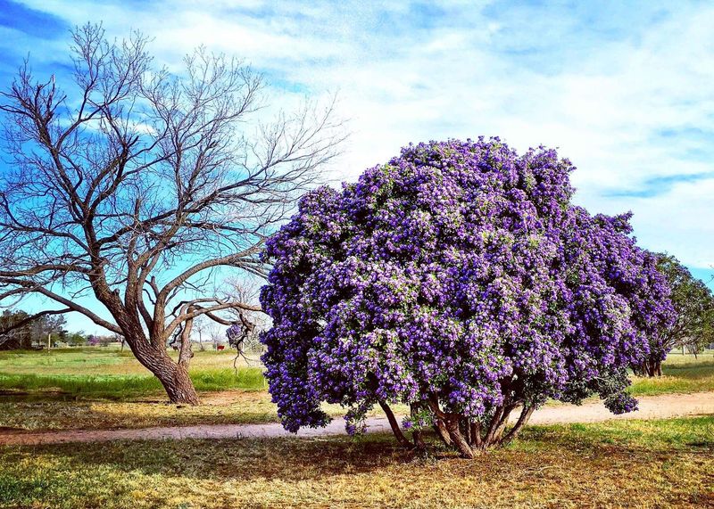 Fall Planting May Give a Texas Mountain Laurel a Chance at Grape-Scented Blooms Next Spring